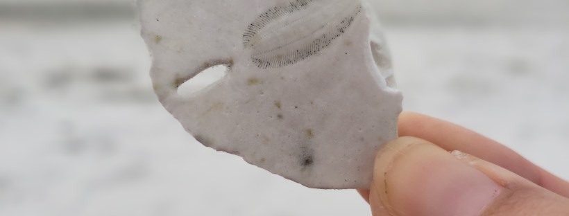 While I was Wandering: Hello 2019!